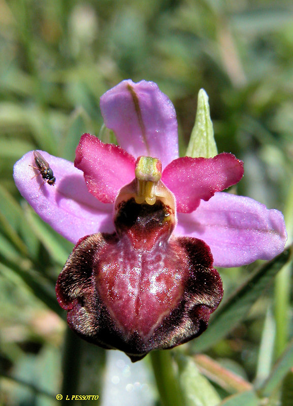 Ophrys aveyronensis - Ophrys de l'Aveyron