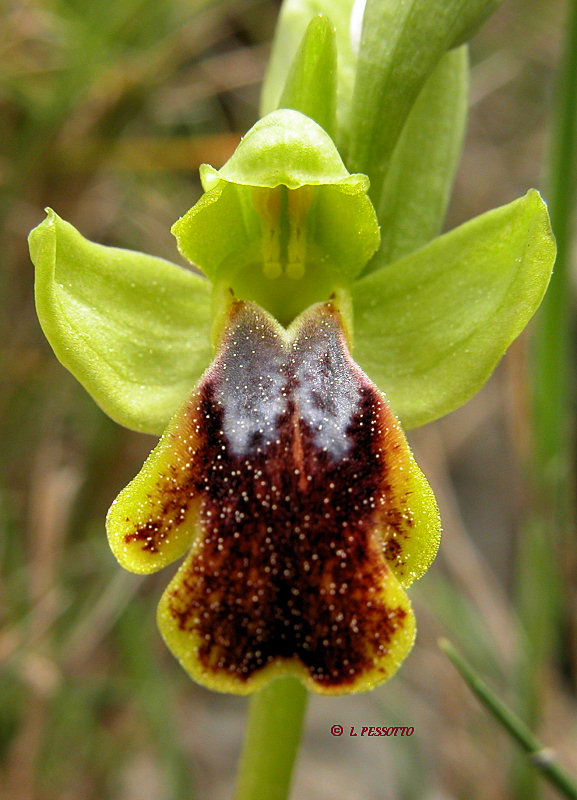 Ophrys bilunulata - Ophrys  deux lunules