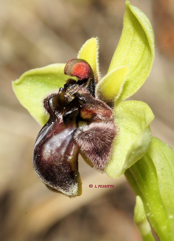 Ophrys bombiliflora - Ophrys bombyx