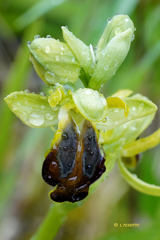 Ophrys calocaerina - Ophrys � belles fleurs