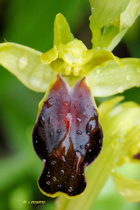 Ophrys calocaerina - Ophrys � belles fleurs