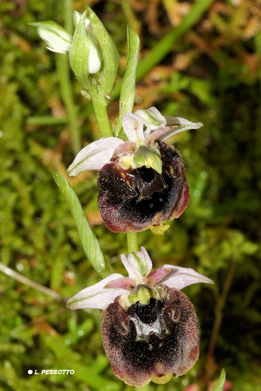 Ophrys chestermanii - Ophrys de Chesterman