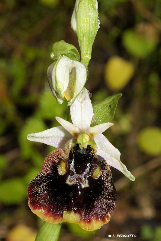 Ophrys chestermanii - Ophrys de Chesterman