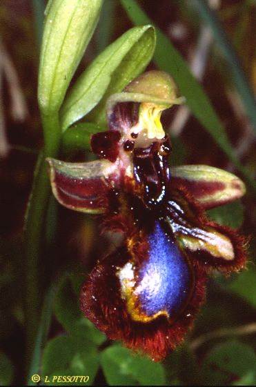 Ophrys ciliata