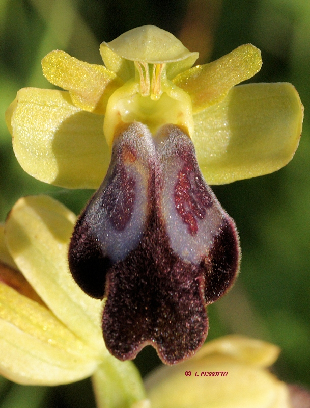 Ophrys fusca - Ophrys brun