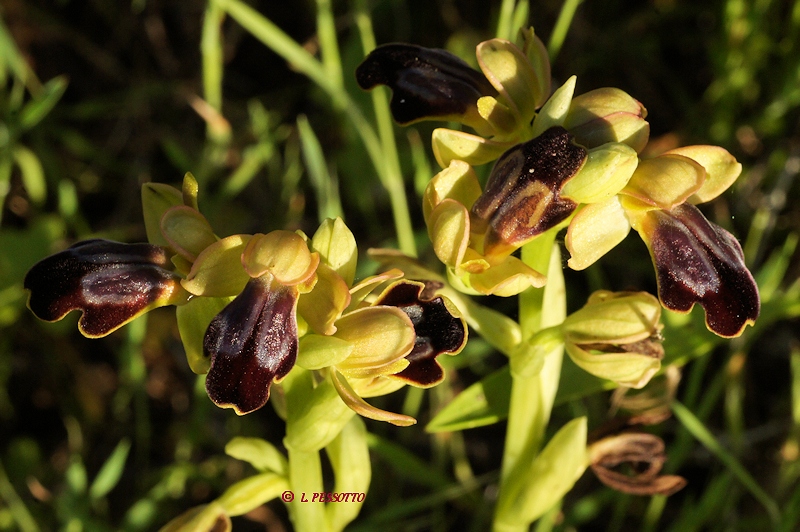 Ophrys fusca - Ophrys brun