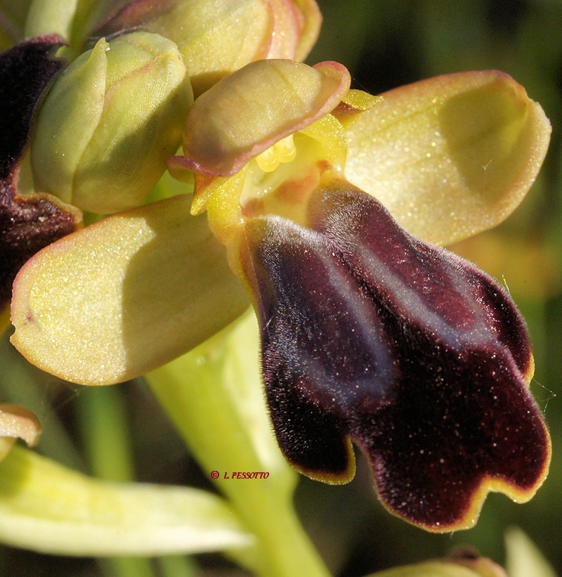 Ophrys fusca - Ophrys brun