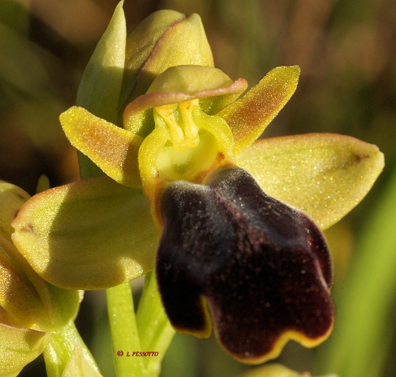 Ophrys fusca - Ophrys brun
