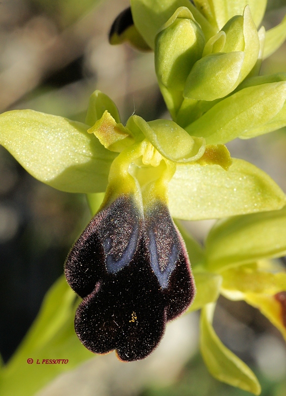 Ophrys fusca - Ophrys brun