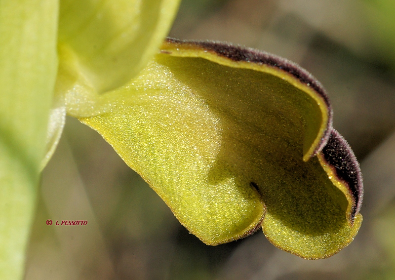 Ophrys fusca - Ophrys brun