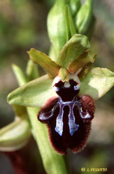 Ophrys incubacea
