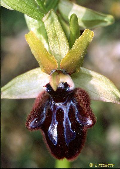 Ophrys incubacea