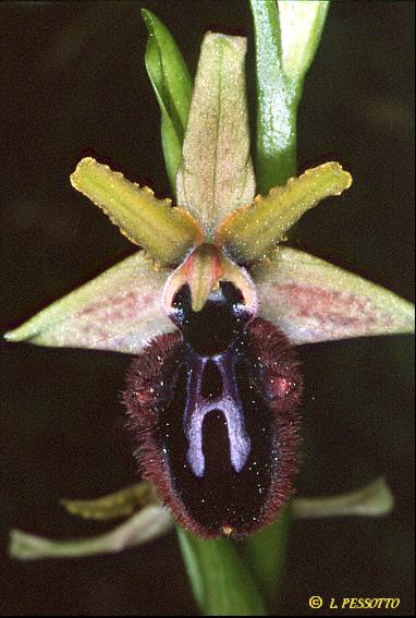 Ophrys incubacea
