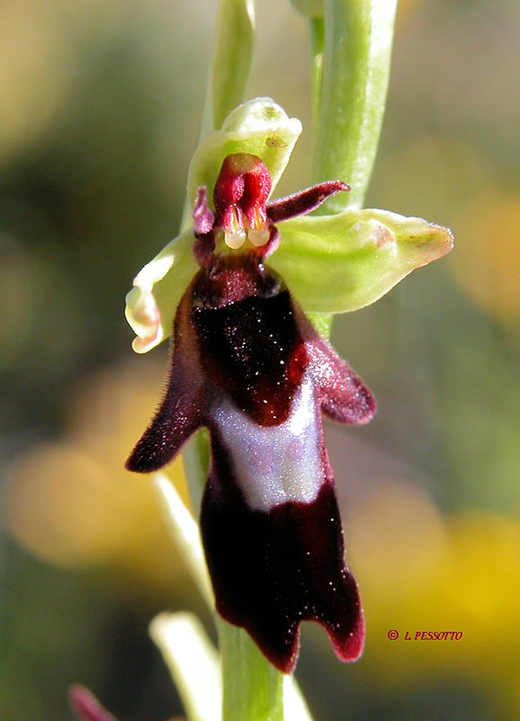 Ophrys insectifera - Ophrys mouche