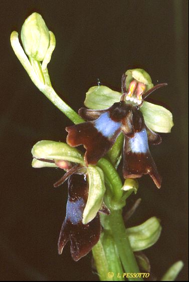 Ophrys insectifera - Ophrys mouche