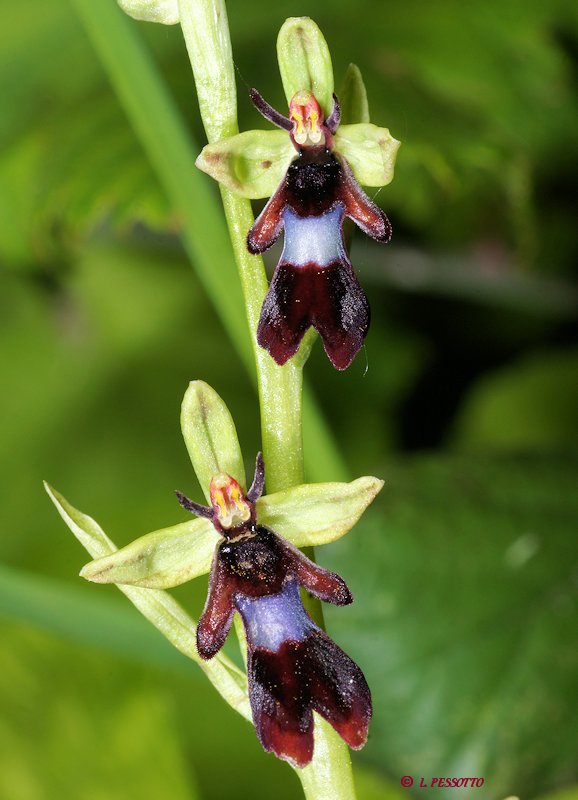 Ophrys insectifera - Ophrys mouche