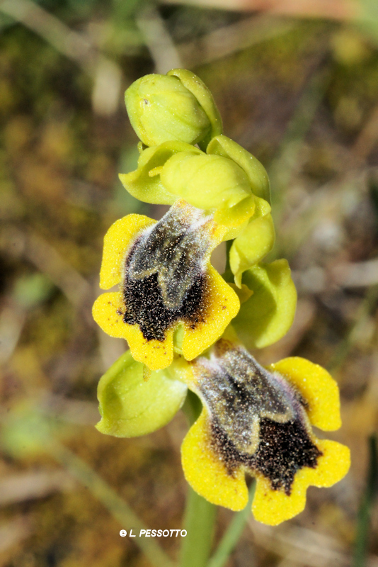 Ophrys lepida - Ophrys charmante