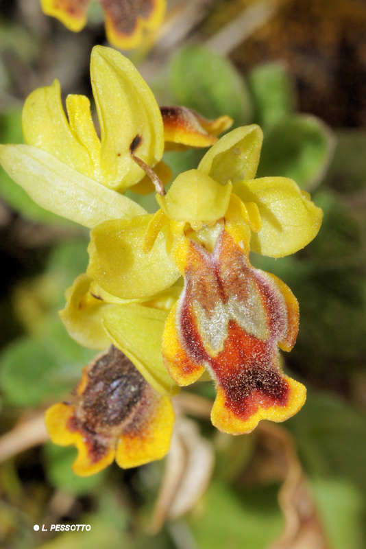 Ophrys lepida - Ophrys charmante