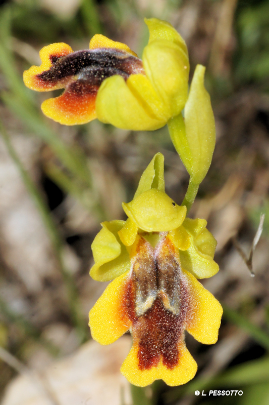 Ophrys lepida - Ophrys charmante