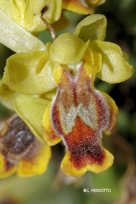 Ophrys lepida - Ophrys charmante