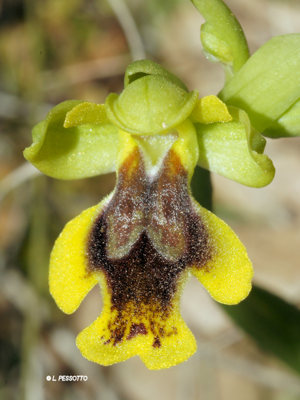 Ophrys lepida - Ophrys charmante