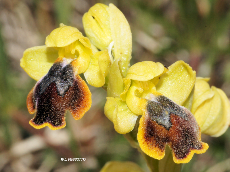 Ophrys lepida - Ophrys charmante