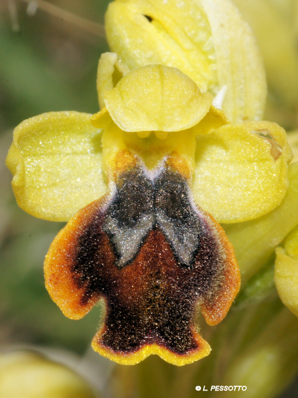 Ophrys lepida - Ophrys charmante