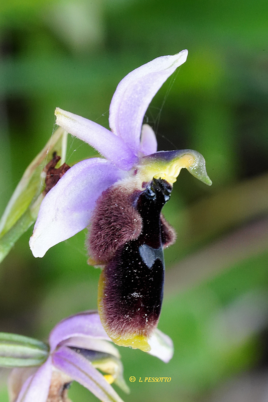 Ophrys lunulata - Ophrys � lunule