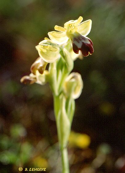 Ophrys forestieri - Ophrys de Forestier