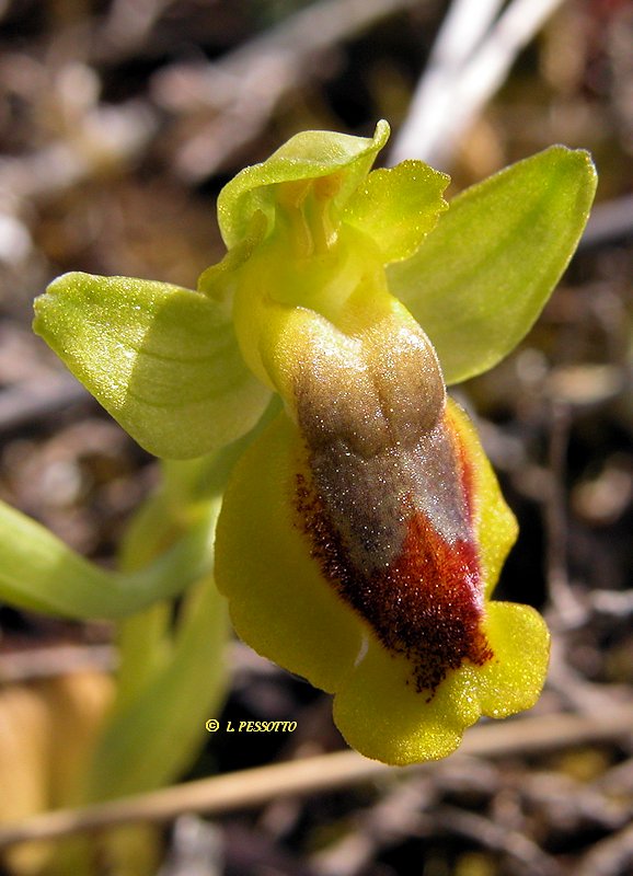 Ophrys lutea - Ophrys jaune