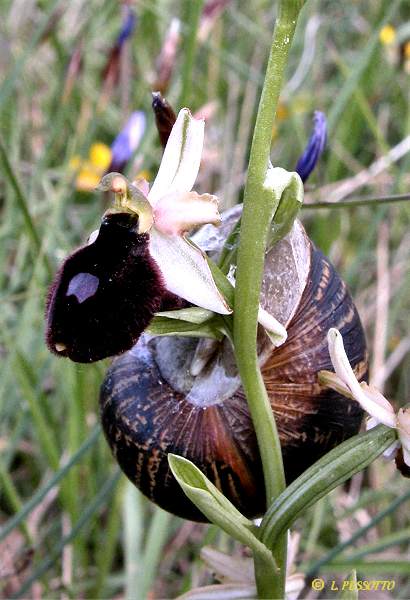Ophrys magniflora - Ophrys  grandes fleurs