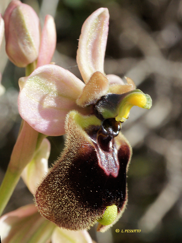 Ophrys normanii