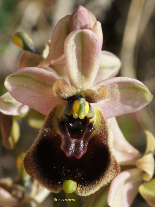 Ophrys normanii