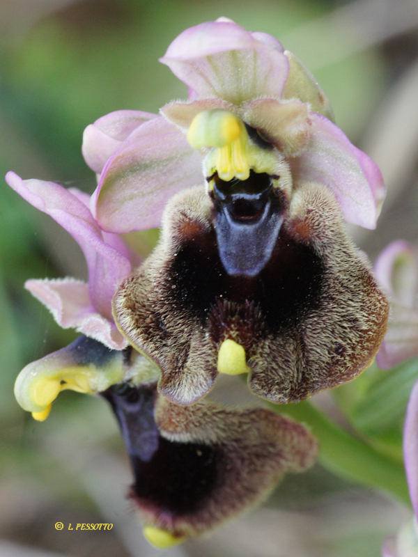 Ophrys normanii