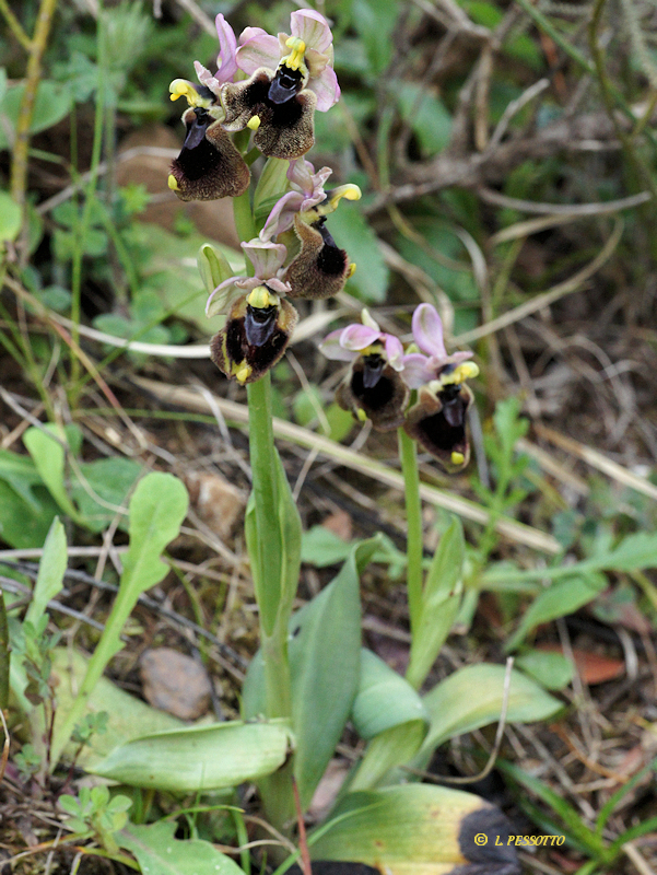 Ophrys normanii