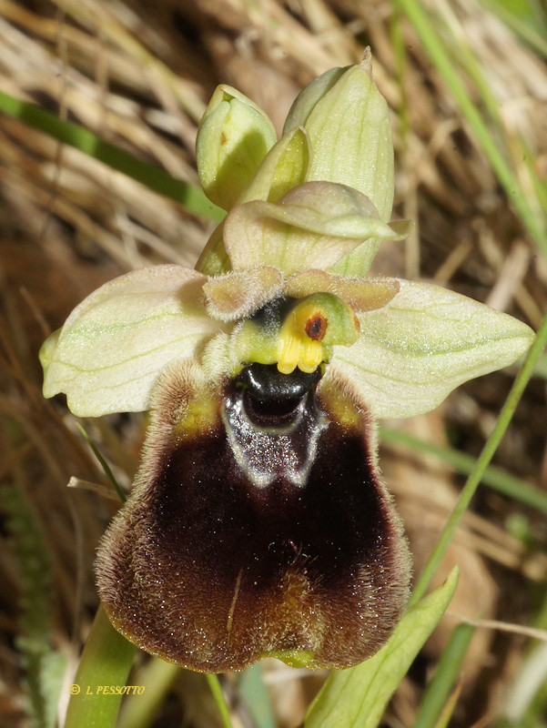 Ophrys normanii