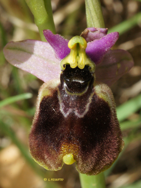 Ophrys normanii