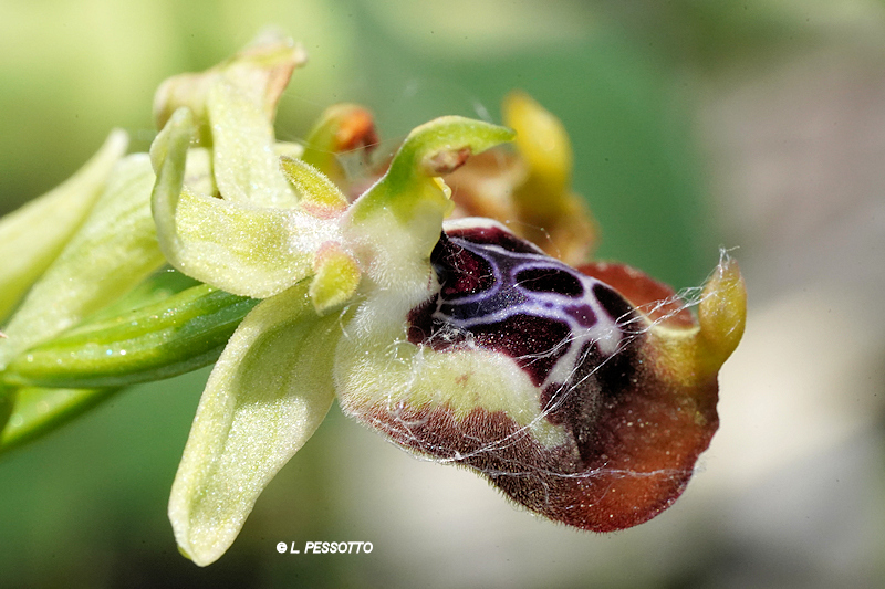 Ophrys oxyrrhyncos - Ophrys � bec aigu
