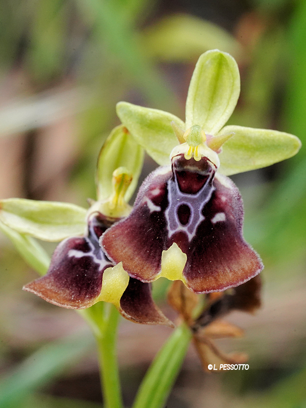 Ophrys oxyrrhyncos - Ophrys � bec aigu