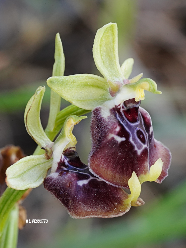 Ophrys oxyrrhyncos - Ophrys � bec aigu