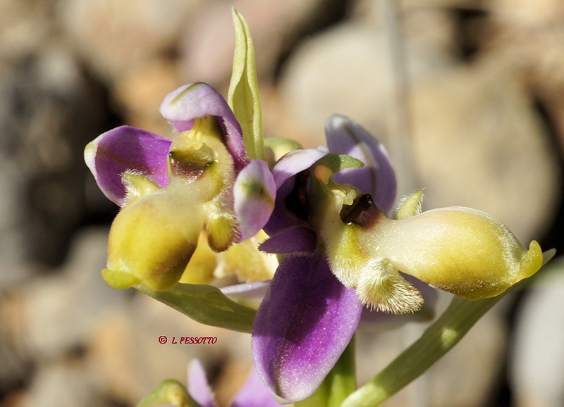 Ophrys scolopax dépigmenté