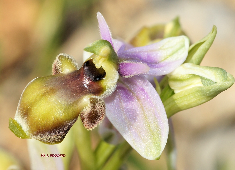 Ophrys tenthredinifera - Ophrys guêpe