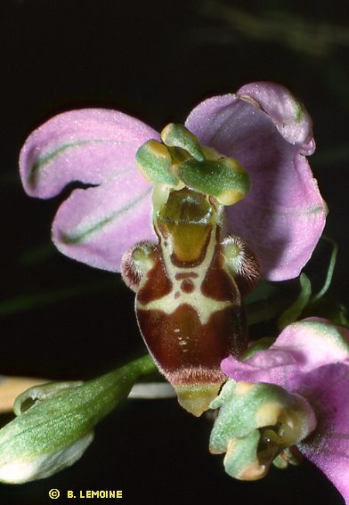 Ophrys scolopax lusus