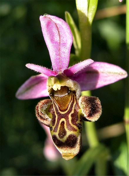 Ophrys scolopax - Ophrys bcasse