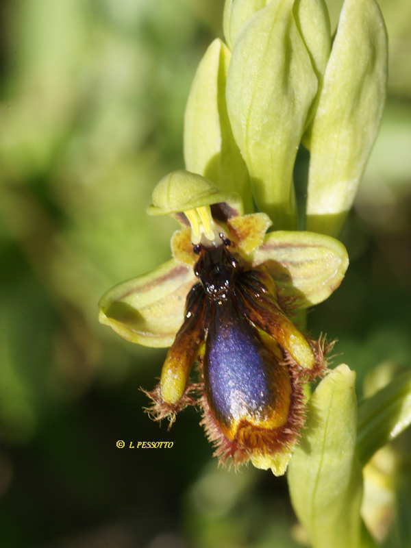 Ophrys speculum subsp. lusitanica