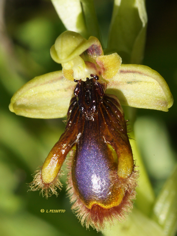 Ophrys speculum subsp. lusitanica