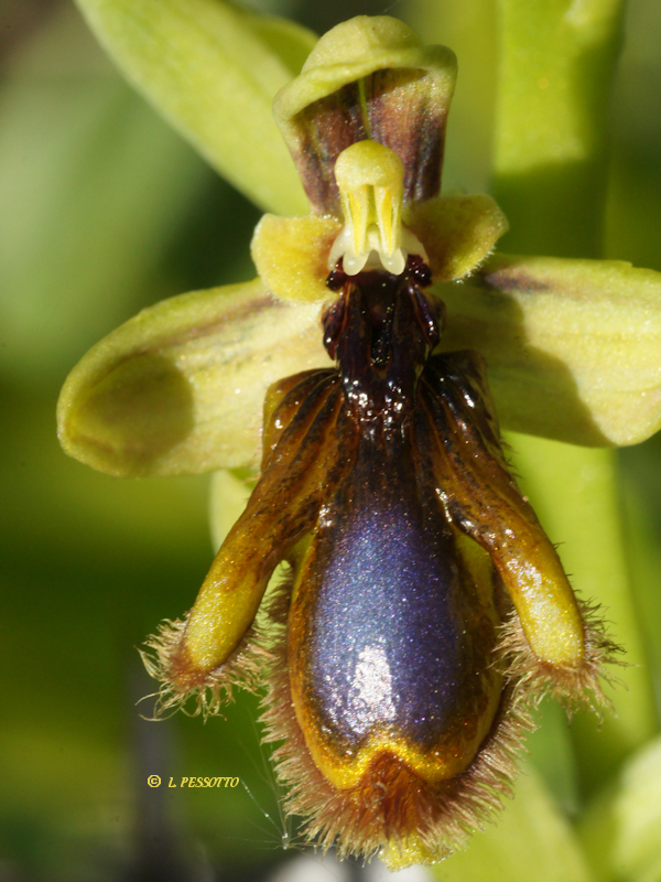 Ophrys speculum subsp. lusitanica