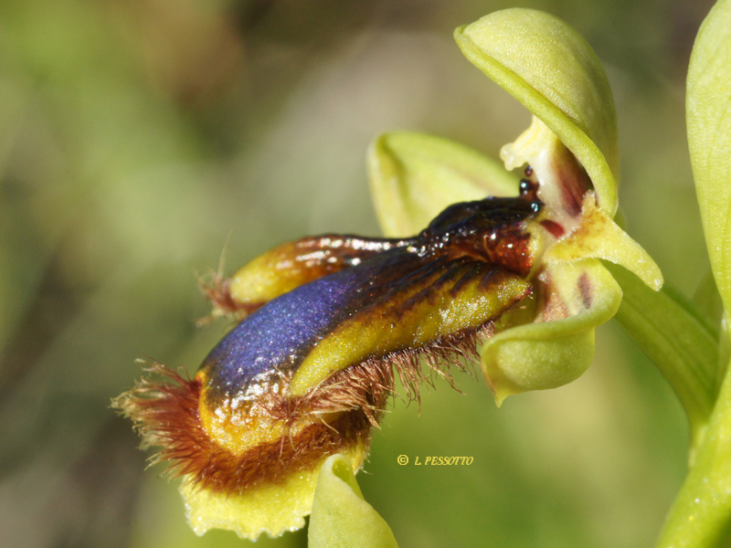 Ophrys speculum subsp. lusitanica