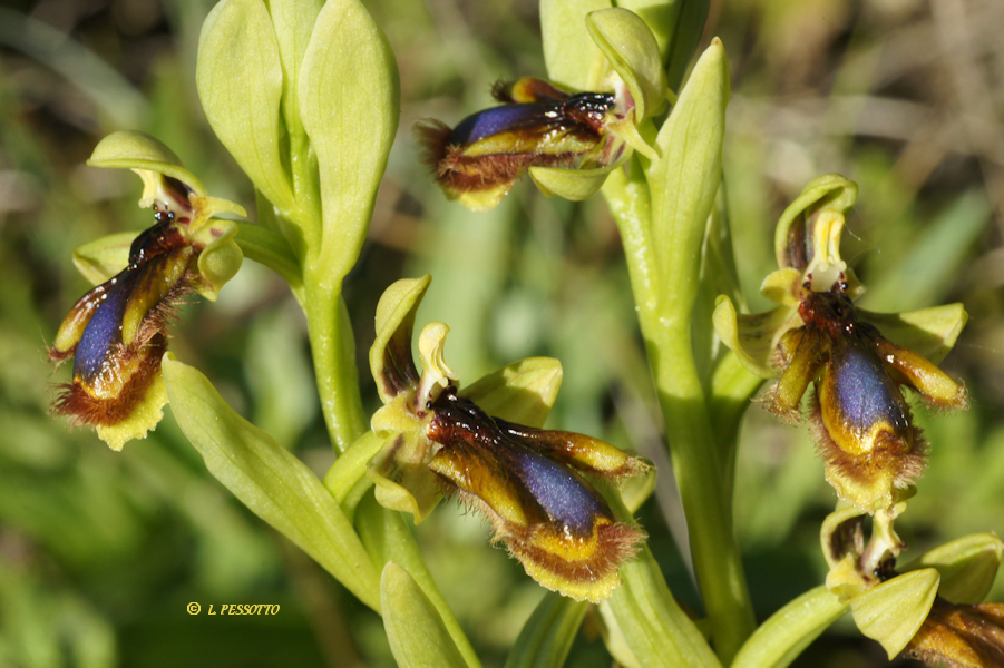 Ophrys speculum subsp. lusitanica