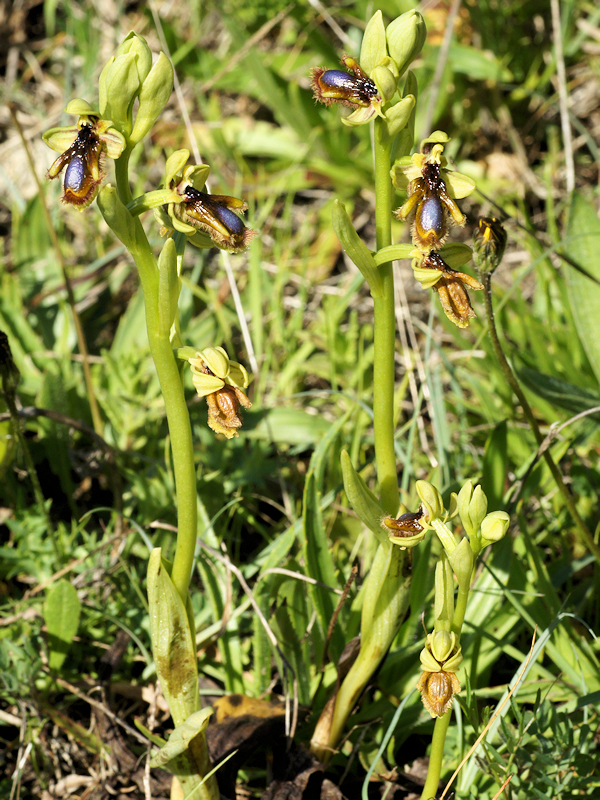 Ophrys speculum subsp. lusitanica